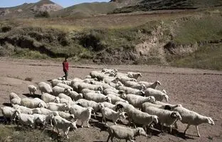 (ویدئو) حمام تابستانی گوسفندان در منطقه خودمختار سین‌کیانگ چین