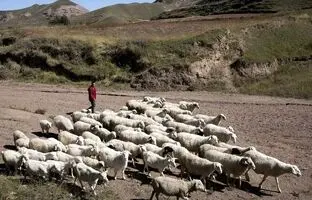 (ویدئو) حمام تابستانی گوسفندان در منطقه خودمختار سین‌کیانگ چین
