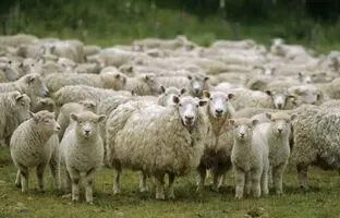 (ویدئو) تصاویر باورنکردنی از حمله عجیب گوسفندان به یک قصابی!