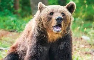 (ویدئو) ترس و وحشت خرس قهوه‌ای با دیدن خودش!
