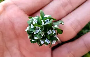 رکوردشکنی عجیب ترین شبدر جهان!