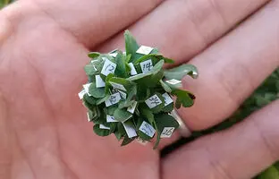 رکوردشکنی عجیب ترین شبدر جهان!