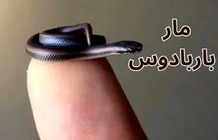 (تصاویر) مار باربادوس کوچک ترین مار دنیا معروف به مار نخی