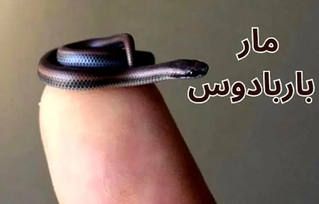 (تصاویر) مار باربادوس کوچک ترین مار دنیا معروف به مار نخی