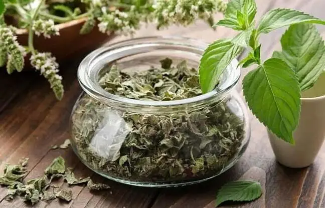 گیاه مورد علاقه ابوعلی سینا
