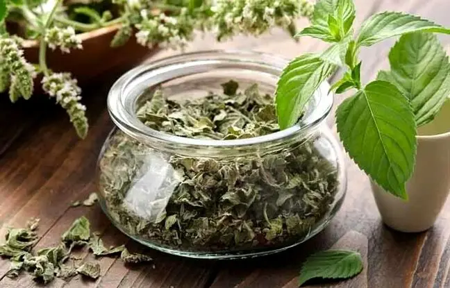 گیاه مورد علاقه ابوعلی سینا