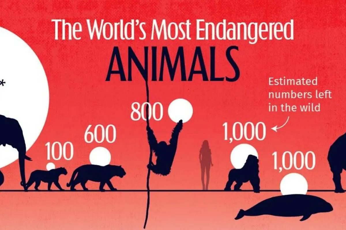 کدام حیوانات جهان بیشتر در معرض خطر انقراض قرار دارند؟ + اینفوگرافیک