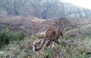 (ویدئو) مشاهده پلنگ در منطقه حفاظت شده دربند