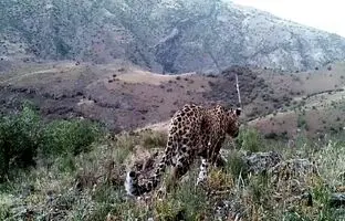(ویدئو) مشاهده پلنگ در منطقه حفاظت شده دربند