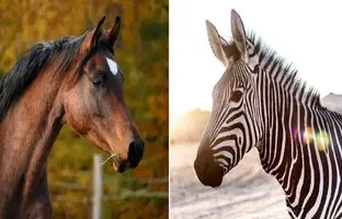 (ویدئو) واکنش جالب اسب وقتی برای اولین بار گورخر می بیند