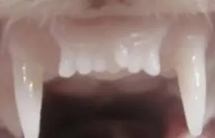 داروی رشد دوباره دندان موفق بود، آزمایش انسانی آغاز شد