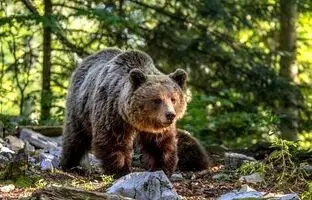 (ویدئو) گشت و گذار بهاری خرس قهوه‌ای در سوادکوه