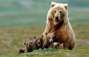 (ویدئو) تصاویری نادر از گشت و گذار خرس قهوه‌ای در میان انبوه درختان هیرکانی!
