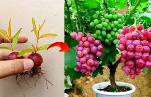 (ویدئو) نحوع پرورش درخت انگور در گلدان با کمک حبه های انگور