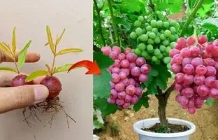 (ویدئو) نحوع پرورش درخت انگور در گلدان با کمک حبه های انگور