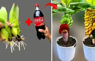 یک روش خاص برای تکثیر موز با کمک نوشابه کوکاکولا + ویدئو