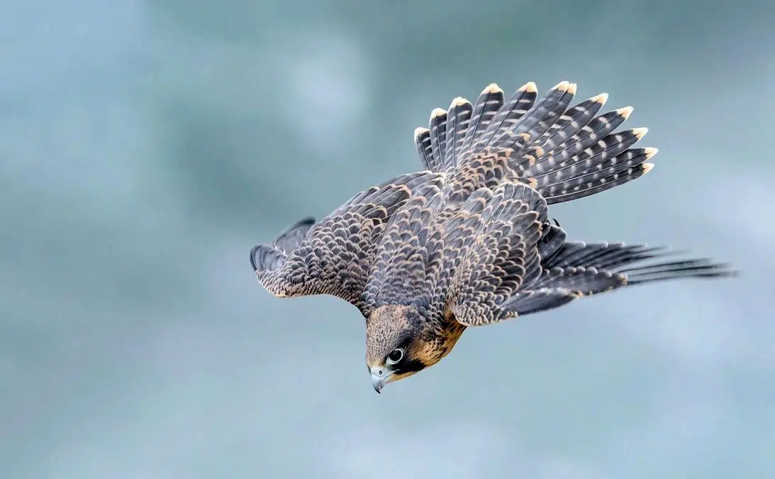 سریع‌ترین پرندۀ جهان با چه سرعتی پرواز می‌کند؟