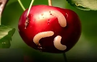 از این راه‌ها گیلاس کرم‌دار را تشخیص دهید