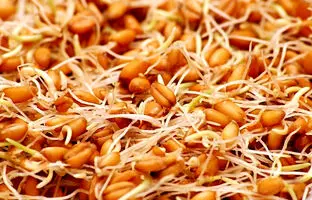 نحوه مصرف پودر جوانه گندم برای چاقی صورت