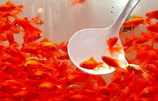 این شیطانِ سرخِ کوچک چه بلایی بر سر اکوسیستم‌های طبیعی می آورد؟
