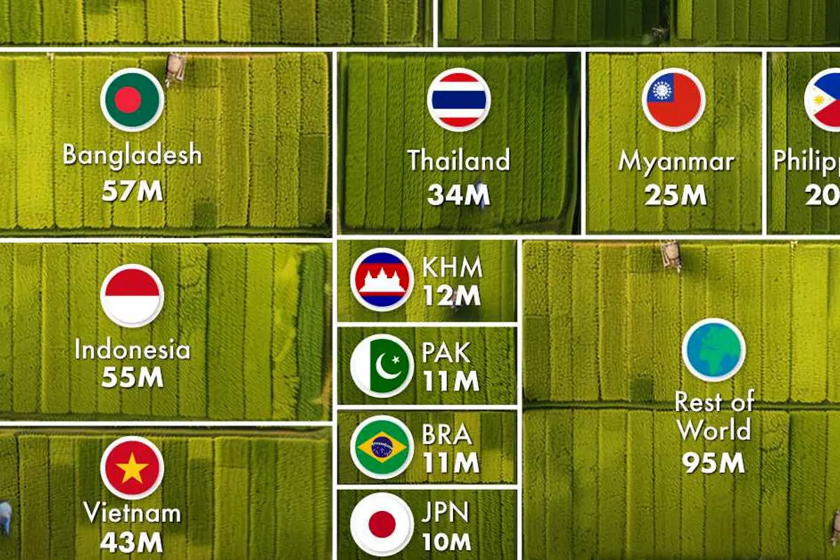 غول‌های شالیزار: سفری به سرزمین بزرگترین تولیدکنندگان برنج جهان!