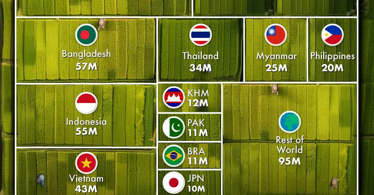 غول‌های شالیزار: سفری به سرزمین بزرگترین تولیدکنندگان برنج جهان!
