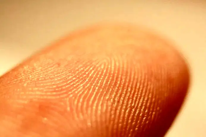 کدام حیوانات مانند ما اثر انگشت دارند؟