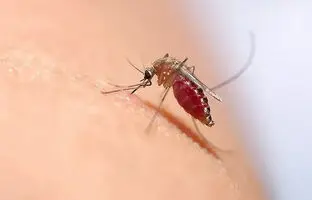 چگونه از عفونی شدن محل نیش حشرات تابستانی جلوگیری کنیم؟
