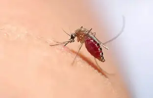 چگونه از عفونی شدن محل نیش حشرات تابستانی جلوگیری کنیم؟