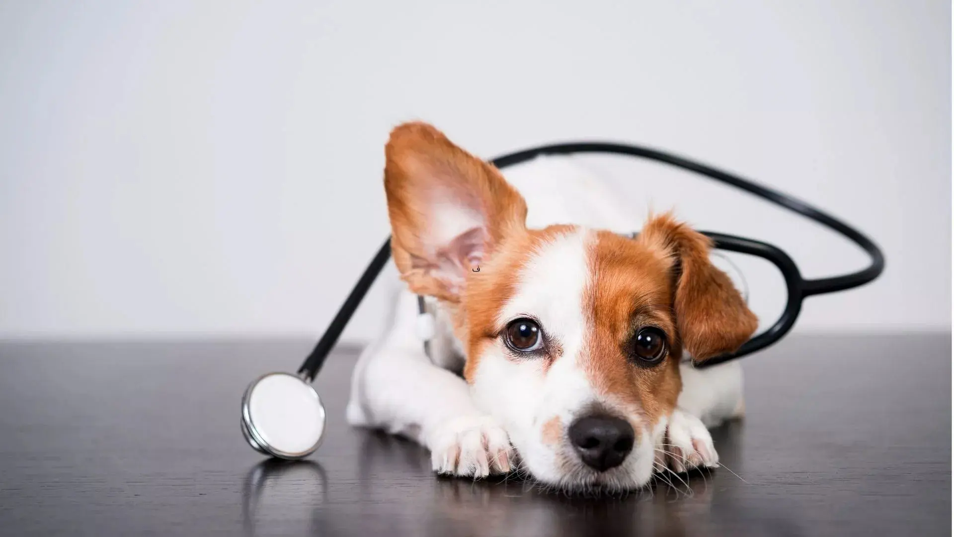 حیواناتی که می‌توانند بیماری‌های انسانها را تشخیص دهند