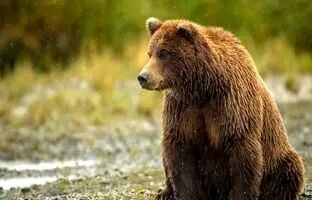 (ویدئو) ثبت تصاویری از ‎خرس قهوه‌ای در ارتفاعات ‎مازندران