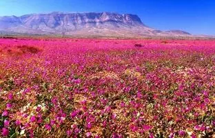 (ویدئو و تصویر) خشک‌ترین بیابان جهان گُل داد!