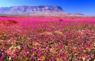 (ویدئو و تصویر) خشک‌ترین بیابان جهان گُل داد!