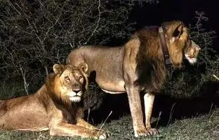 (ویدئو) شیر ۳ پا برای یافتن جفت رکورد زد