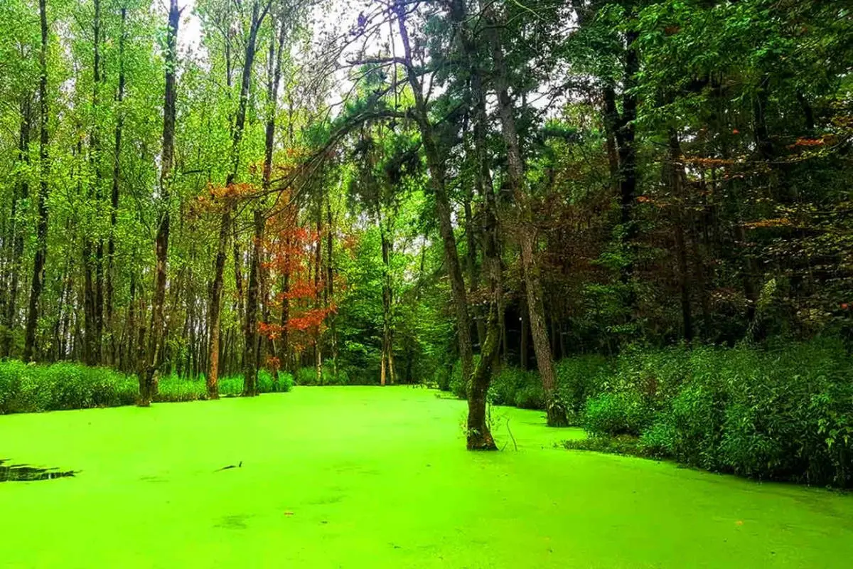 راهنمای سفر به مرداب سراوان رشت