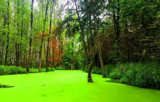 راهنمای سفر به مرداب سراوان رشت