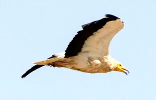 (ویدئو) کرکس مصری در معرض خطر انقراض در این شهرستان دیده شد!