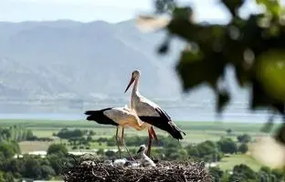 (ویدئو) روستای لک لک ها ثبت ملی شد