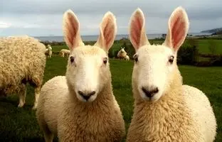 (تصاویر) فوتوشاپ نیست؛ گوسفند خرگوشی غول‌پیکر ۱۸۰ کیلو است
