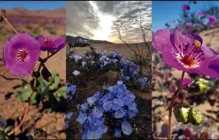 (تصاویر) معجزه در خشک‌ترین بیابان جهان!