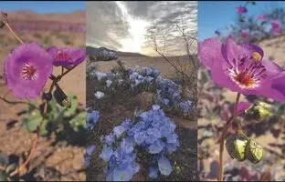 (تصاویر) معجزه در خشک‌ترین بیابان جهان!