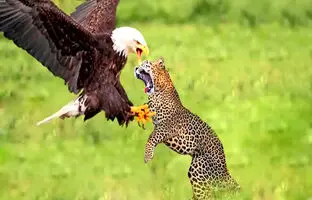 (ویدئو) لحظه عجیب شکار عقاب توسط پلنگ طی چند ثانیه
