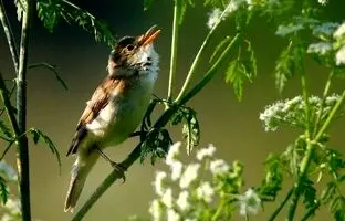 چرا پرندگان صبح‌ها بلندتر آواز می‌خوانند؟
