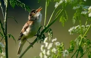 چرا پرندگان صبح‌ها بلندتر آواز می‌خوانند؟