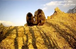 (ویدئو) گذر حیوانات در طبیعت سوادکوه