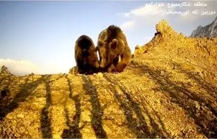 (ویدئو) گذر حیوانات در طبیعت سوادکوه