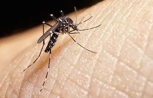 (ویدئو) برای دفع پشه آئدس این ماده غذایی را بخورید