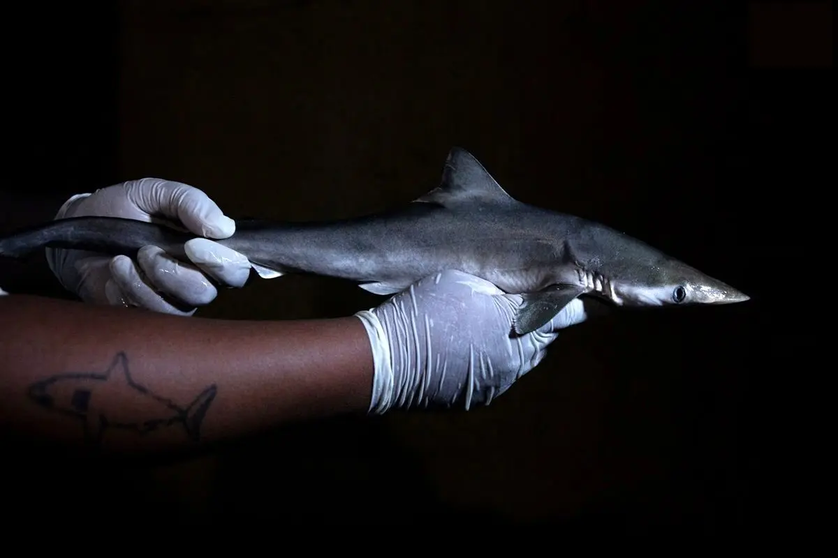 چرا کوسه‌های برزیلی «کوکائینی» شده‌اند؟