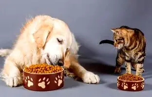 (ویدئو) همکاری دیدنی گربه برای رساندن خوراکی به سگ