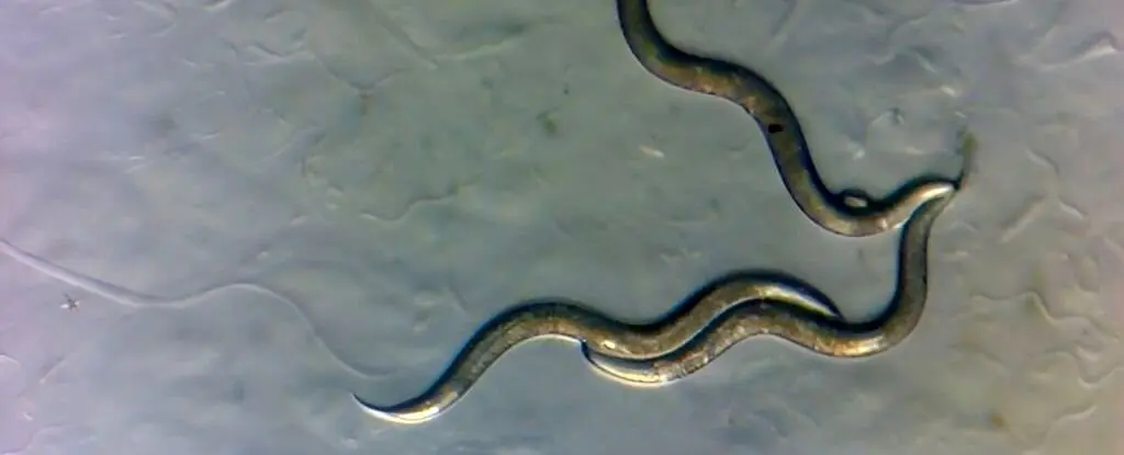 جانوران عجیبی که از فاجعه اتمی چرنوبیل جان سالم به در بردند